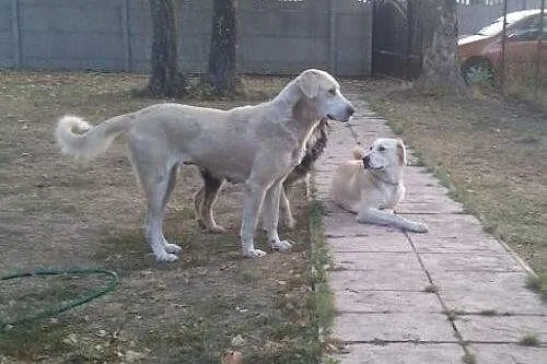 Dwie zbłąkane labradorki szukają domu