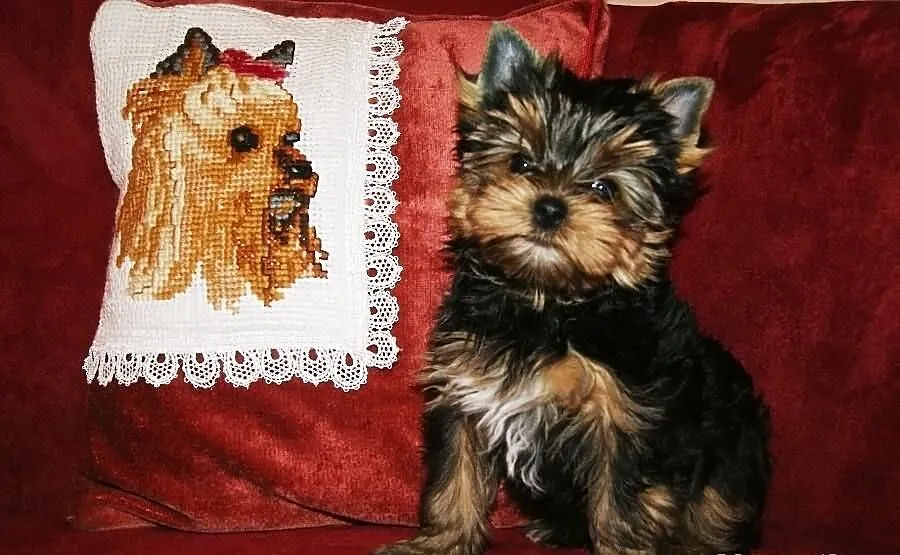 śliczny piesek yorkshire terrier rodowód ZKwP/FCI