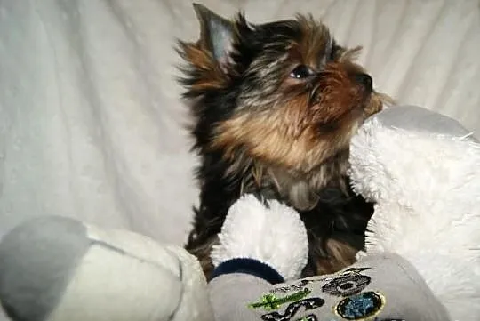 śliczny piesek yorkshire terrier rodowód ZKwP/FCI