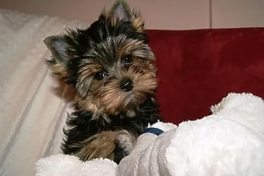 śliczny piesek yorkshire terrier rodowód ZKwP/FCI
