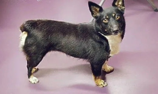 Mrówka - cudna MALEŃKA sunia do pilnej adopcji, ś