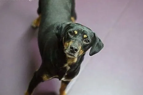 Mrówka - cudna MALEŃKA sunia do pilnej adopcji,  ś