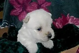 Wzorcowy West Westie Westik mega gęsty włos piękny exterrier ojciec FCI