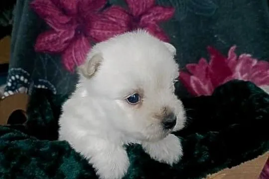Wzorcowy West Westie Westik mega gęsty włos piękny exterrier ojciec FCI