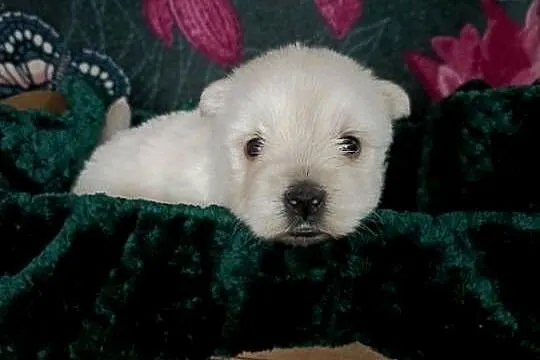Wzorcowy West Westie Westik mega gęsty włos piękny exterrier ojciec FCI, Opolskie, Krapkowice