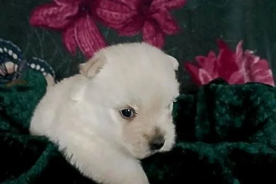 Wzorcowy West Westie Westik mega gęsty włos piękny exterrier ojciec FCI, Opolskie, Krapkowice