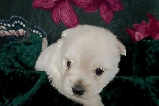 Wzorcowy West Westie Westik mega gęsty włos piękny exterrier ojciec FCI, Opolskie, Krapkowice