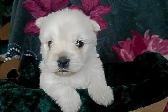 Wzorcowy West Westie Westik mega gęsty włos piękny exterrier ojciec FCI, Opolskie, Krapkowice