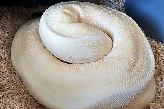 Pyton królewski samica albino enchi spider yellowbelly
