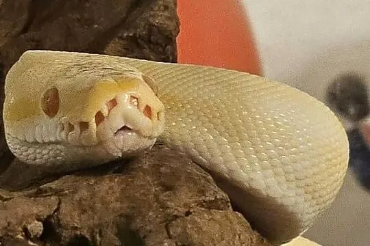 Pyton królewski samica albino enchi spider yellowbelly, Śląskie, Chorzów