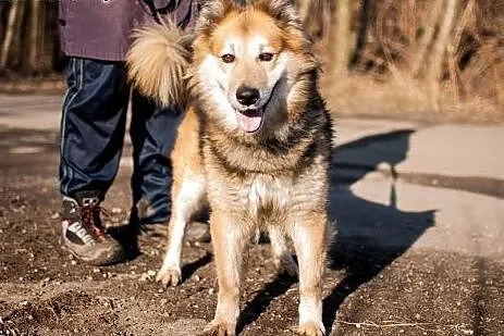 HAPS psiak po przejściach szuka odpowiedzialnego d