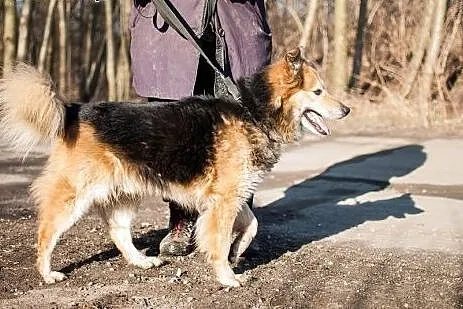 HAPS psiak po przejściach szuka odpowiedzialnego d