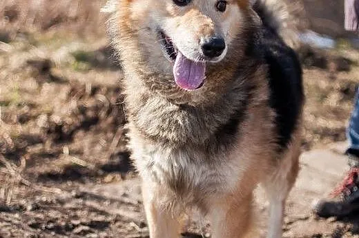 HAPS psiak po przejściach szuka odpowiedzialnego d