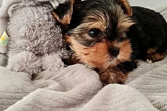 Mini Dziewczyna Yorkshire Terrier z Chipem Wyprawka