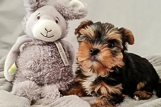Mini Dziewczyna Yorkshire Terrier z Chipem Wyprawka, Śląskie, Częstochowa