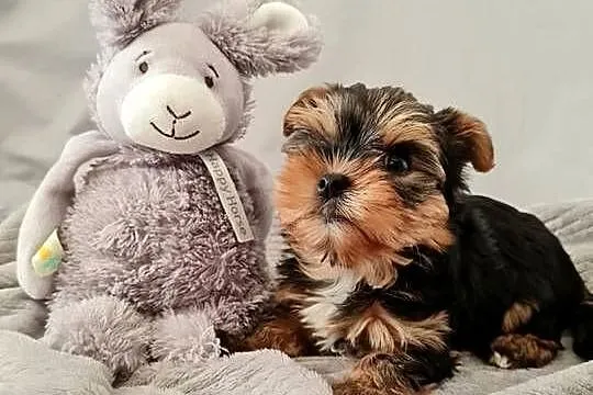 Mini Dziewczyna Yorkshire Terrier z Chipem Wyprawka, Śląskie, Częstochowa