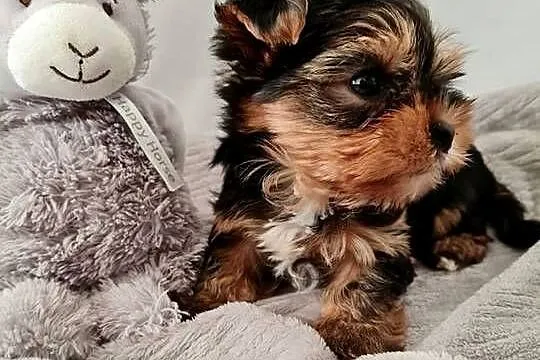 Mini Dziewczyna Yorkshire Terrier z Chipem Wyprawka, Śląskie, Częstochowa