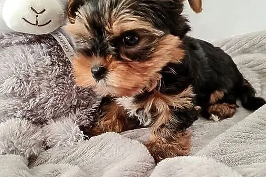 Mini Dziewczyna Yorkshire Terrier z Chipem Wyprawka, Śląskie, Częstochowa