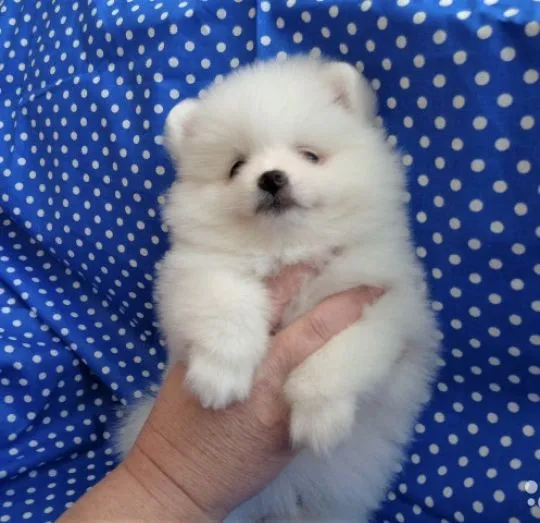 Sprzedam szczeniaka rasy pomeranian, wesołego i zdrowego.