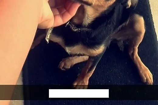 Oddam w dobre ręce przyjazną 8miesięczną suczkę pi