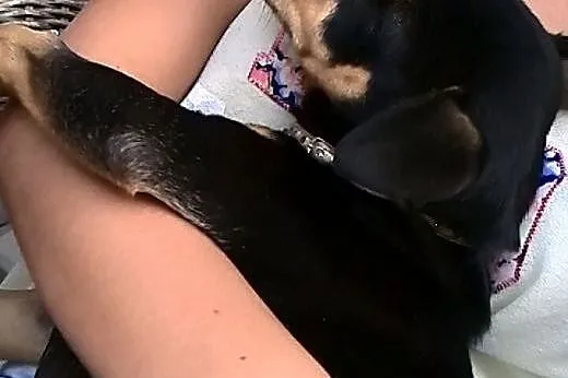 Oddam w dobre ręce przyjazną 8miesięczną suczkę pi