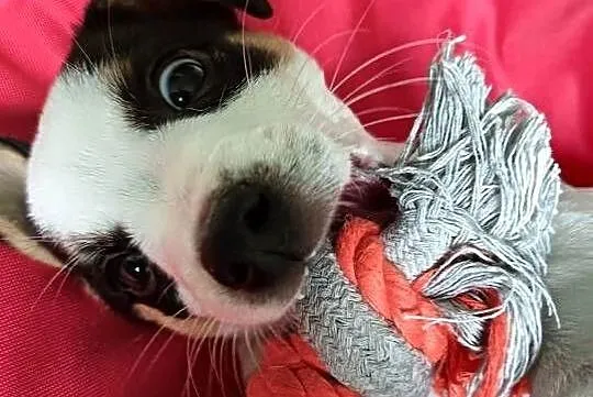 Jack russell terrier ostatnia sunia