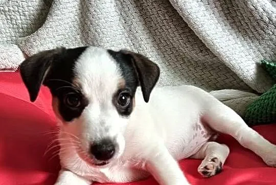 Jack russell terrier ostatnia sunia, Śląskie, Częstochowa