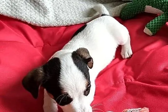 Jack russell terrier ostatnia sunia, Śląskie, Częstochowa