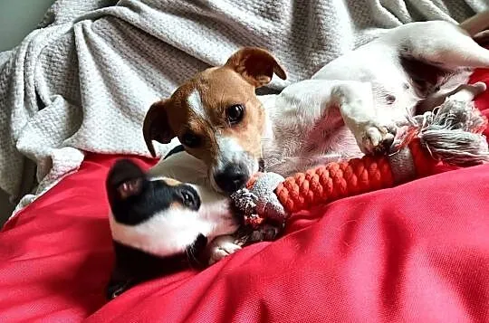 Jack russell terrier ostatnia sunia, Śląskie, Częstochowa