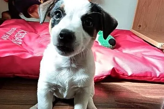 Jack russell terrier ostatnia sunia, Śląskie, Częstochowa