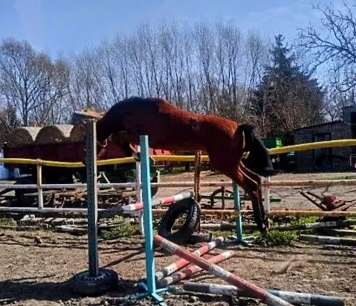 Klacz holsztyńska po Million Dollar BWP / Landjonker's ( do dużego sportu )!, , Przeźmierowo