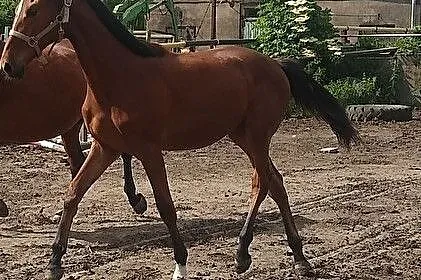 Klacz holsztyńska po Million Dollar BWP / Landjonker's ( do dużego sportu )!, , Przeźmierowo