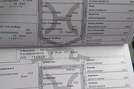 Klacz holsztyńska po Million Dollar BWP / Landjonker's ( do dużego sportu )!, , Przeźmierowo