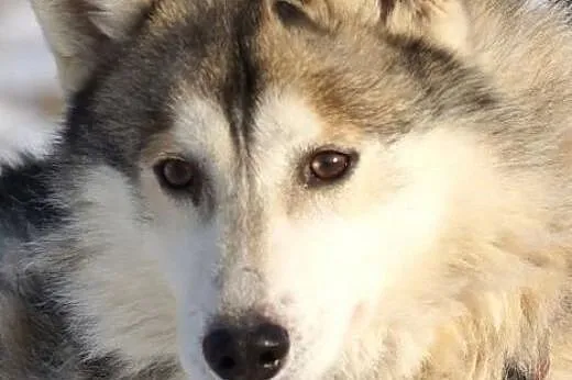 Wesoły, przyjazny Dexter, HUSKY szuka odpowiedzial