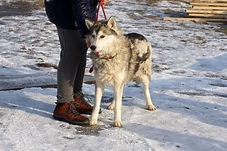 Wesoły, przyjazny Dexter, HUSKY szuka odpowiedzial