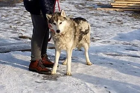 Wesoły, przyjazny Dexter, HUSKY szuka odpowiedzial