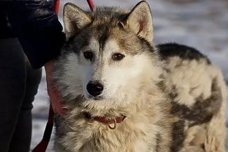 Wesoły, przyjazny Dexter, HUSKY szuka odpowiedzial