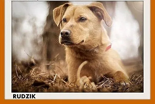 RUDZIK,zachowuje czystość,średni,młody,łagodny pie