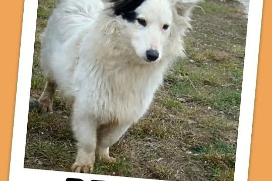 Średni 13 kg piesek PIRAT,przyjazny, towarzyski, k