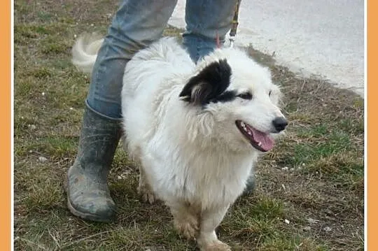 Średni 13 kg piesek PIRAT,przyjazny, towarzyski, k