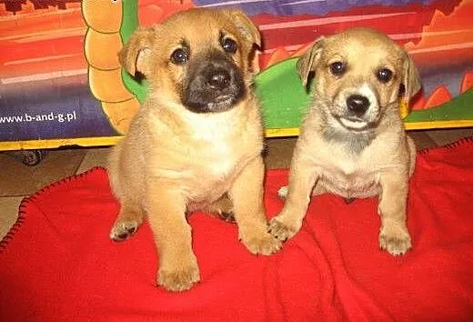 Dwa biszkopciki,samczyki,7-8 tyg,adopcja!!, święt