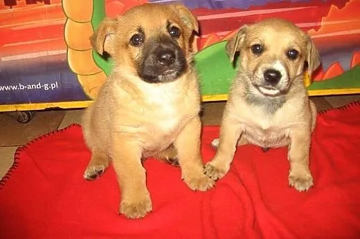Dwa biszkopciki,samczyki,7-8 tyg,adopcja!!,  święt