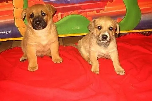 Dwa biszkopciki,samczyki,7-8 tyg,adopcja!!,  święt