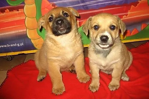 Dwa biszkopciki,samczyki,7-8 tyg,adopcja!!,  święt