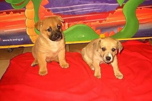 Dwa biszkopciki,samczyki,7-8 tyg,adopcja!!,  święt