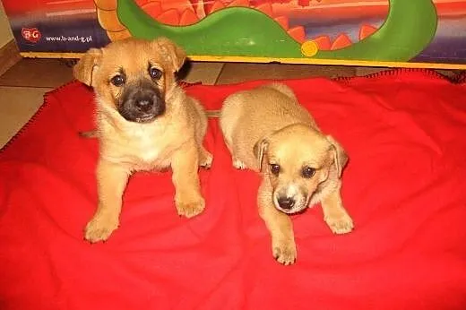 Dwa biszkopciki,samczyki,7-8 tyg,adopcja!!,  święt