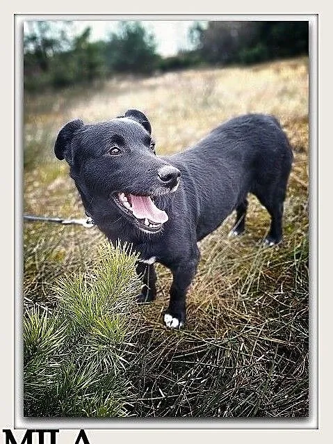 2 letnia,średnia 15 kg,przyjazna,towarzyska,sterylizowana suczka MILA.Adopcja., Śląskie, Katowice