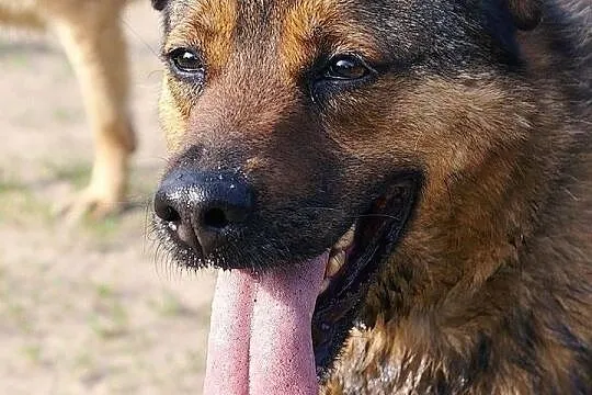 Mafi rodzinki poszukuje :) Całe swoje serduszko w zamian oferuje:)