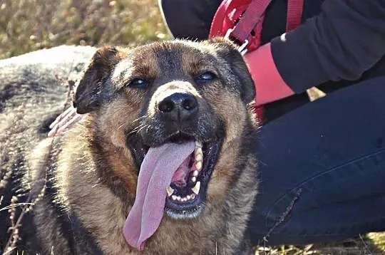 Mafi rodzinki poszukuje :) Całe swoje serduszko w 