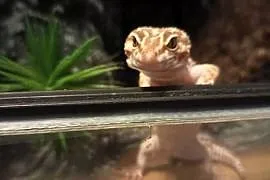 Gekon lamparci+terrarium